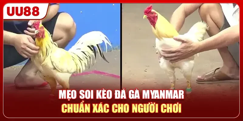 Đá Gà Myanmar - 100+ Trận Đấu Nảy Lửa Trực Tiếp 24/7 3 Mẹo soi kèo đá gà Myanmar chuẩn xác cho người chơi